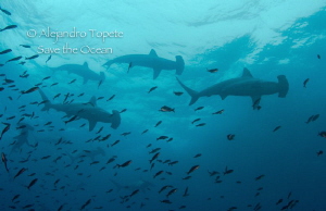 hammerhead group on the surface, Galapagos Ecuador by Alejandro Topete 
